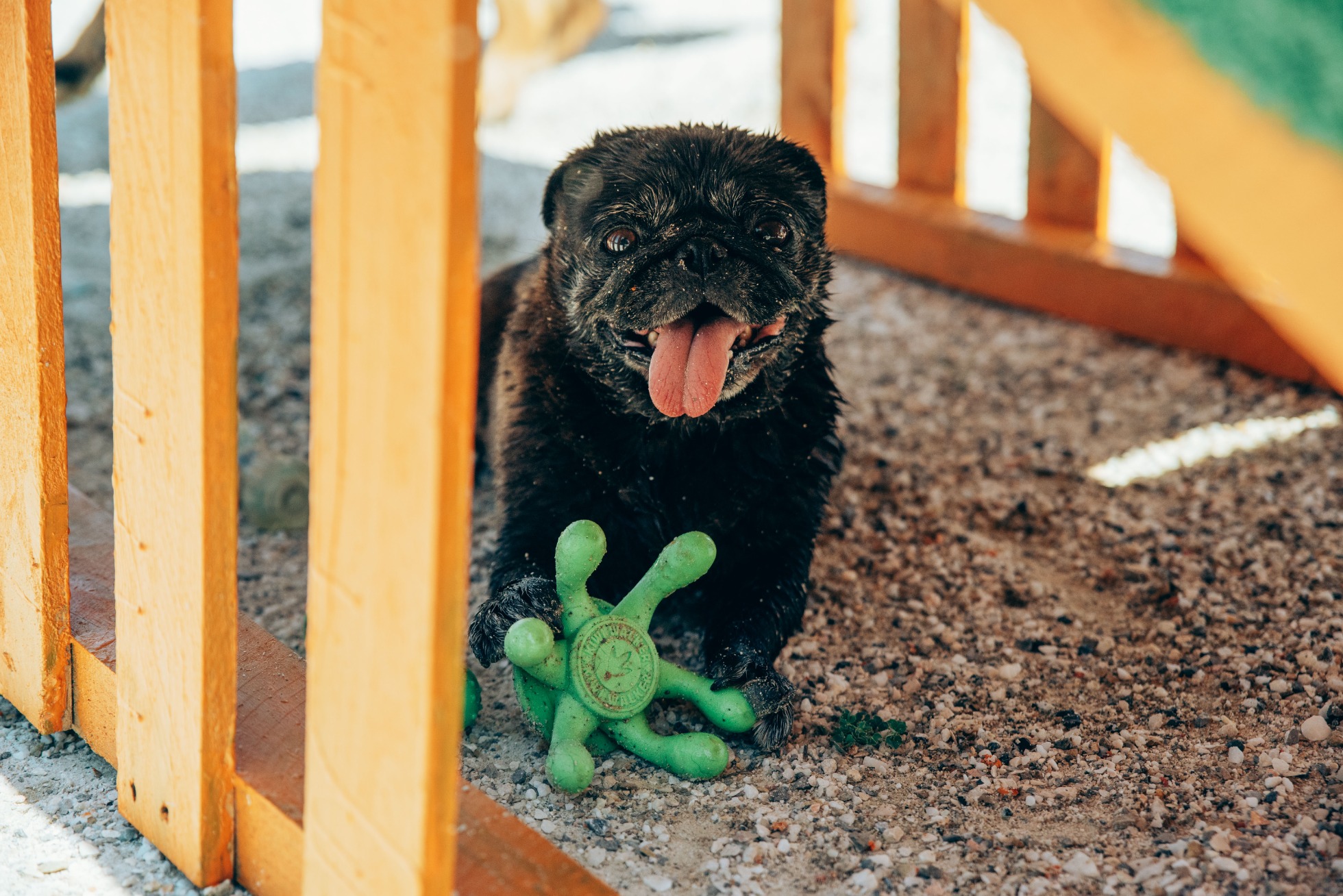 Creche canina